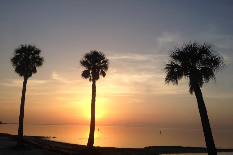 three tall palm trees on the sand with a beautiful yellow and orange sunrise at North Shore Park in St. Pete