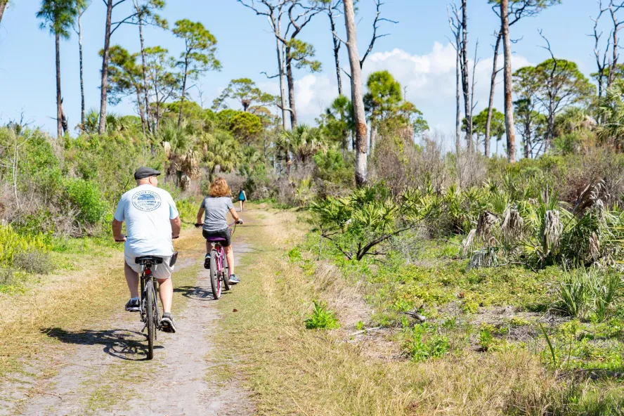 Two people ride bikes along a dirt path among pine trees.