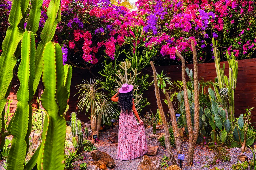 a woman in a pink dress and hat stands in the succulent garden, looking at a wall of brightly colored bougainvillea vines