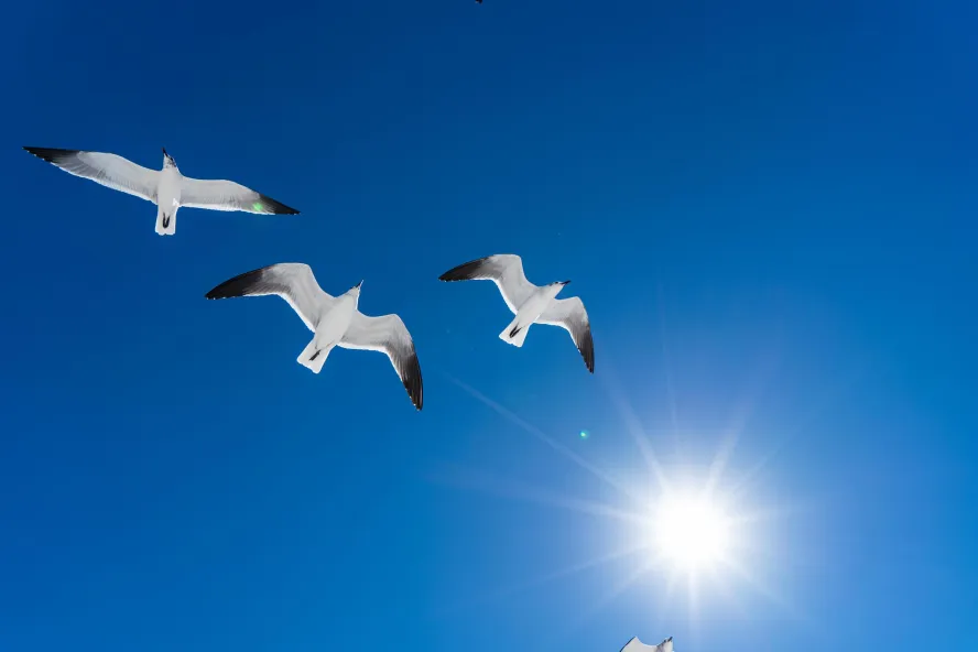 cuatro gaviotas vuelan alto en un cielo azul con un destello de luz solar