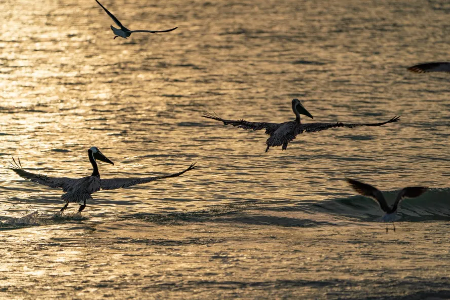 Pelicans fly over the Gulf at sunset