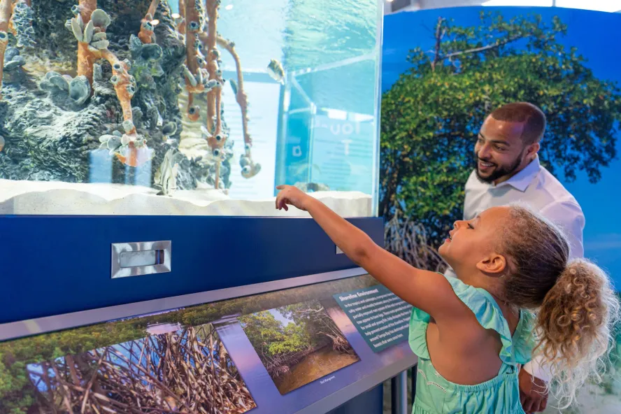 A girl and her dad look at an estuary exhibit.