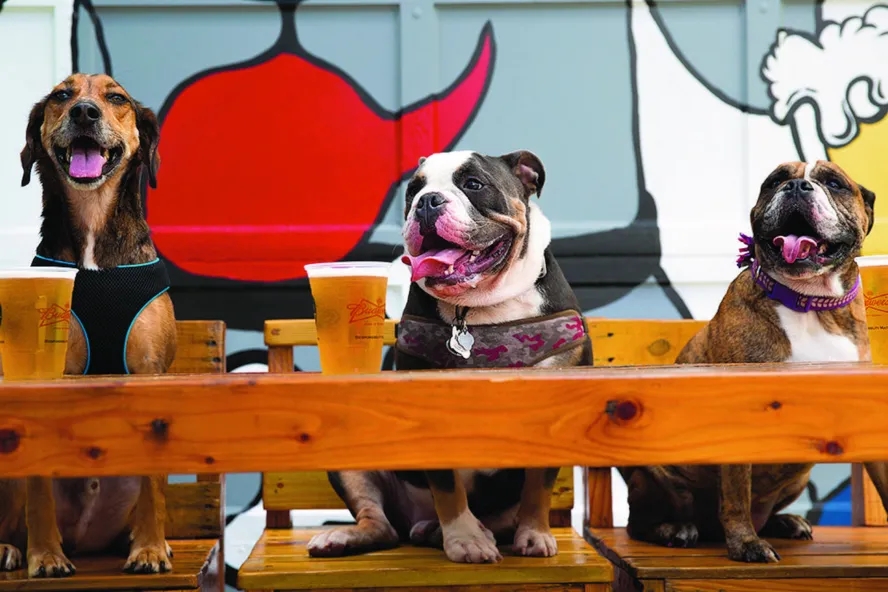 Three dogs sit at a bar with beer in front of them