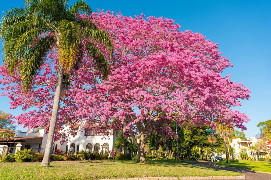 the pink trumpet tree in full bloom in front of a Mediterranean style house on Coffee Pot Blvd. in St. Pete