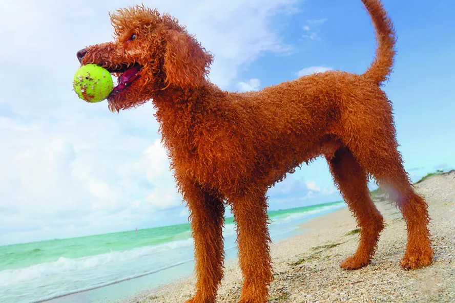 a reddish colored doodle dog holding a green tennis ball in its mouth at the beach