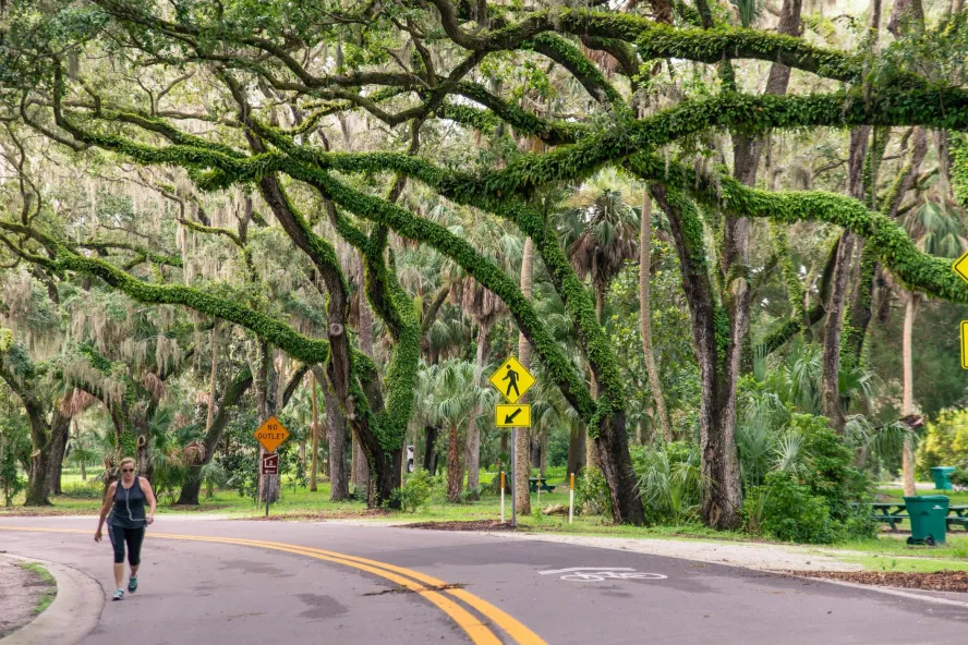 A woman walking along a street flanked by wild oak trees at Philippe Park