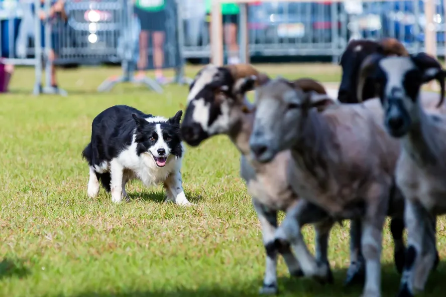 Dog hearding sheep at the Dunedin Highland Games & Festival
