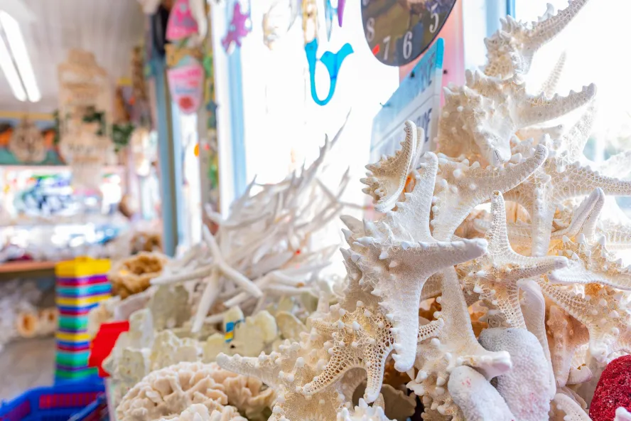 A souvenir shop with starfish and other sea shells on display