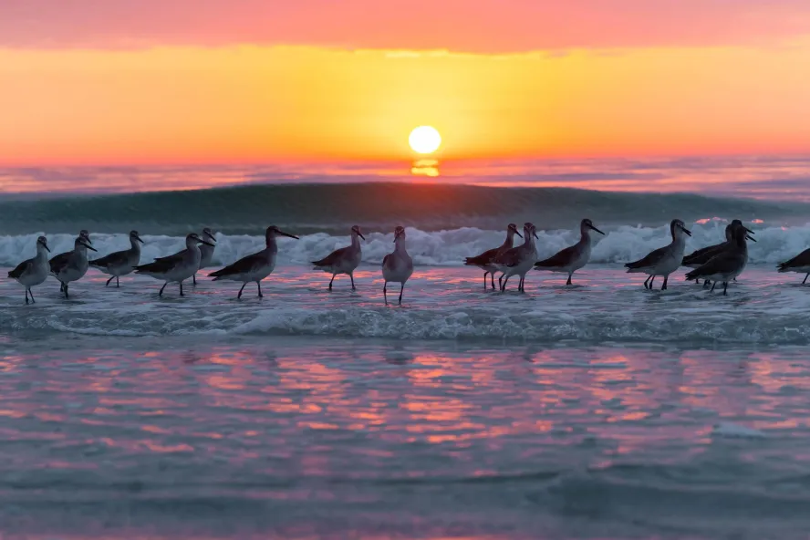 wading birds in the surf in front of a beautiful pink yellow and orange sunset