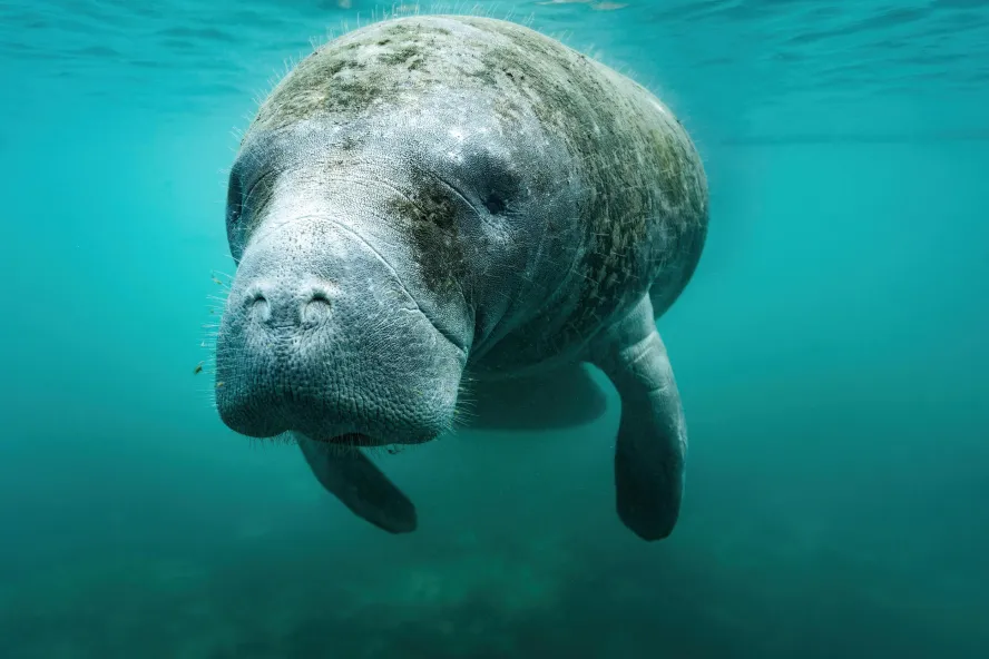 a manatee swimming in blue green water, the manatee has some algae growing on it