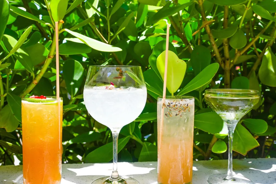 Four cocktails lined up in front of a green tree