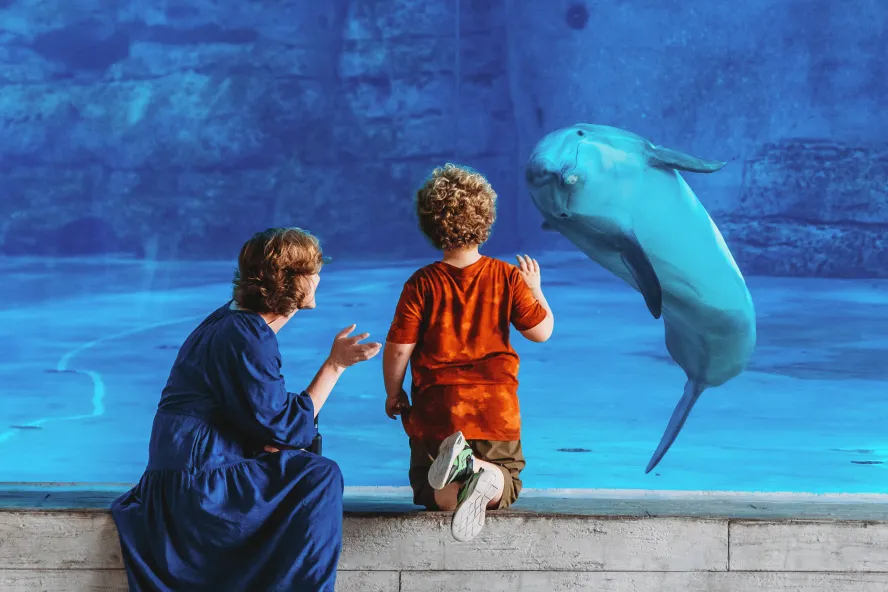 A child at Clearwater Marine Aquarium points at a dolphin