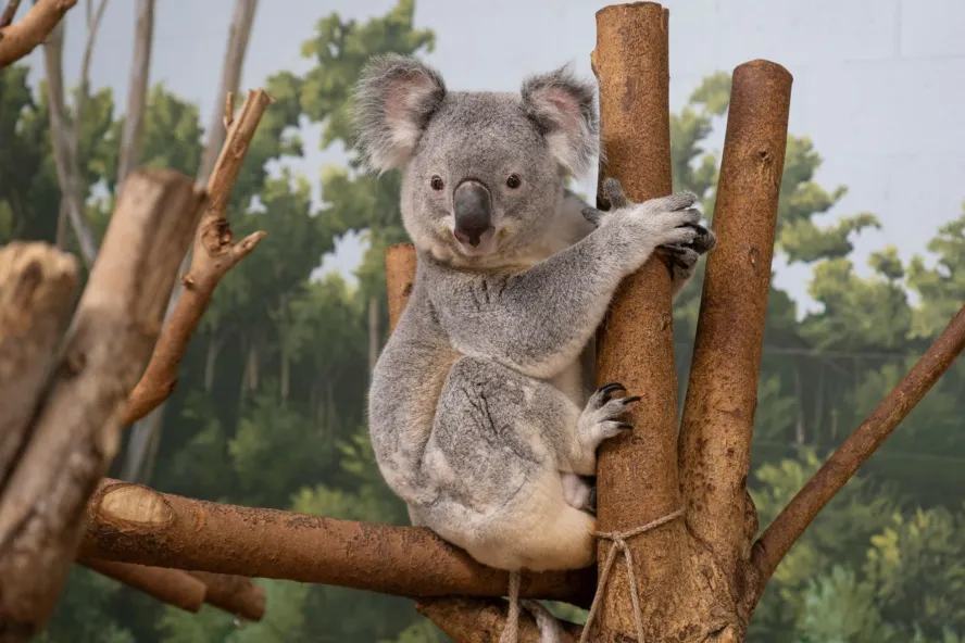 grey koala bear sitting on tree branch at zootampa at lowry park.