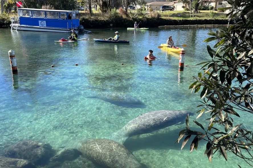 several manatees swiming in clear water in Crystal River with kayakers and a boat in the distance.
