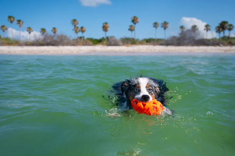 dog in ocean