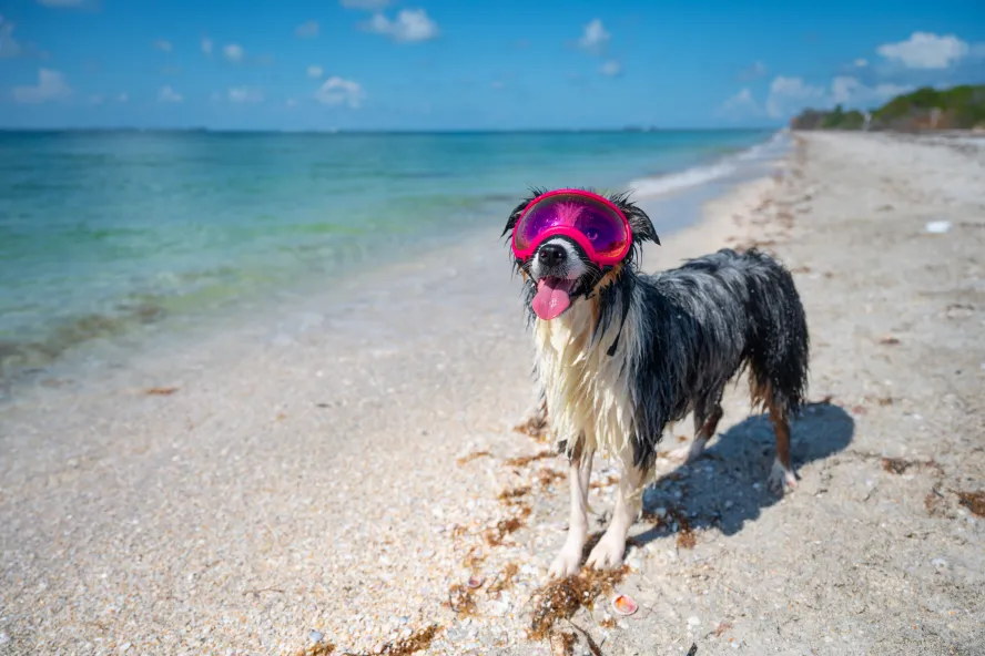 dog with goggles on