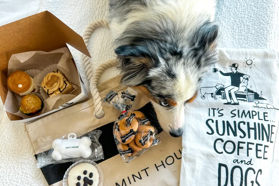 dog on hotel bed