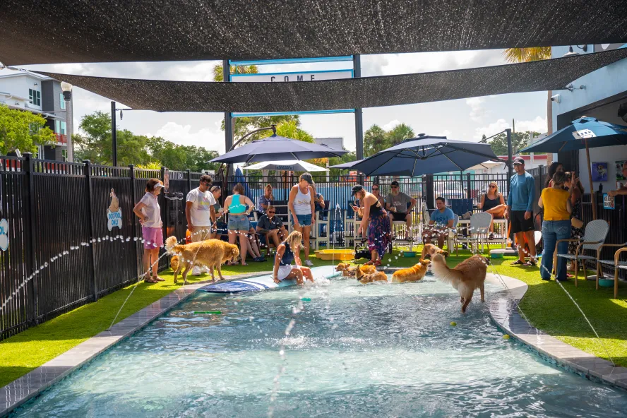 dog bar