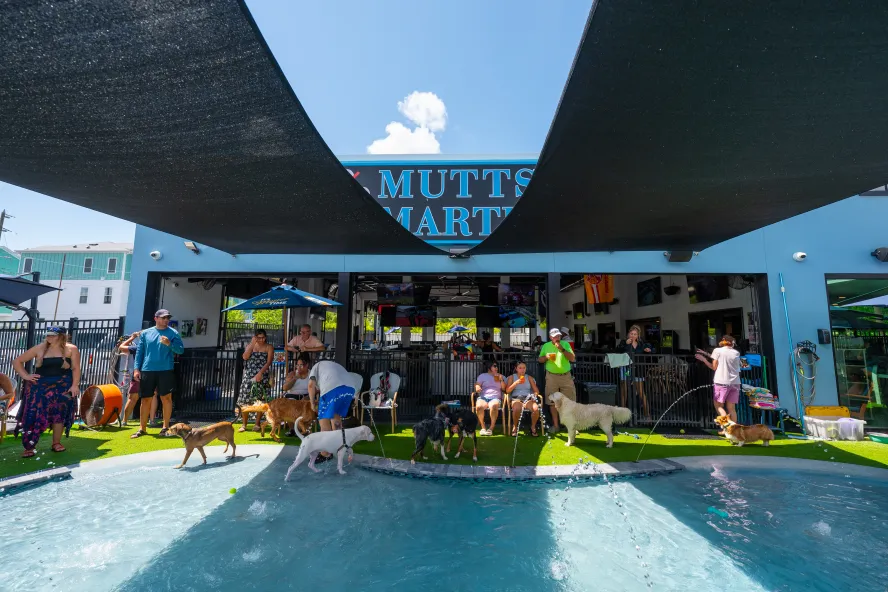 dog bar
