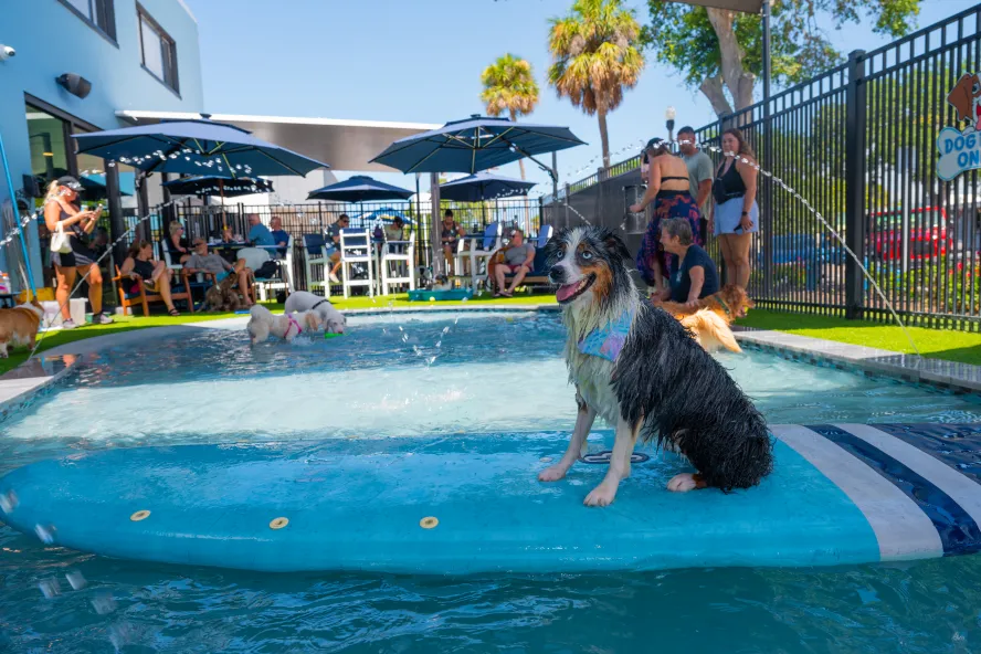 dog on surf board