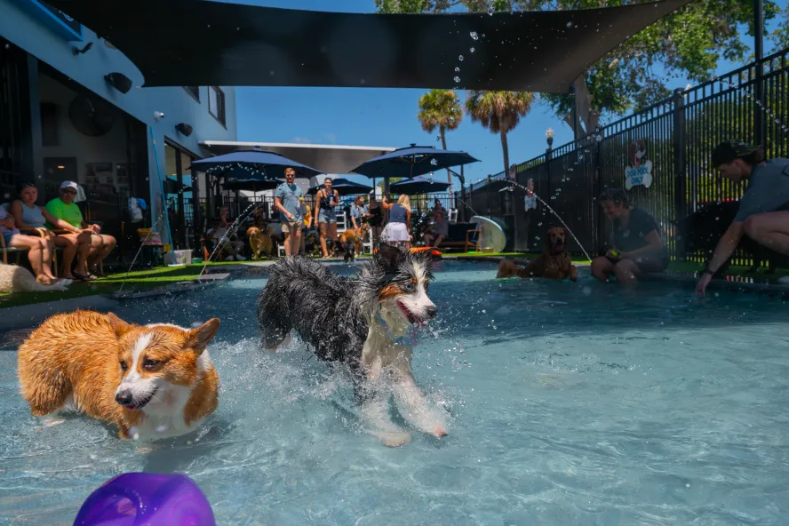 dog running in water