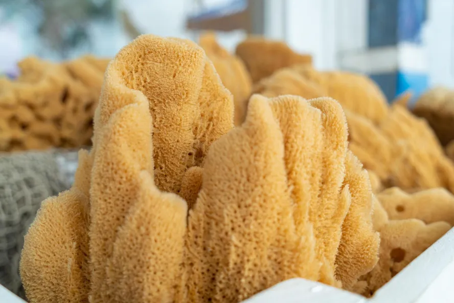a shop counter displaying a variety of natural sponges