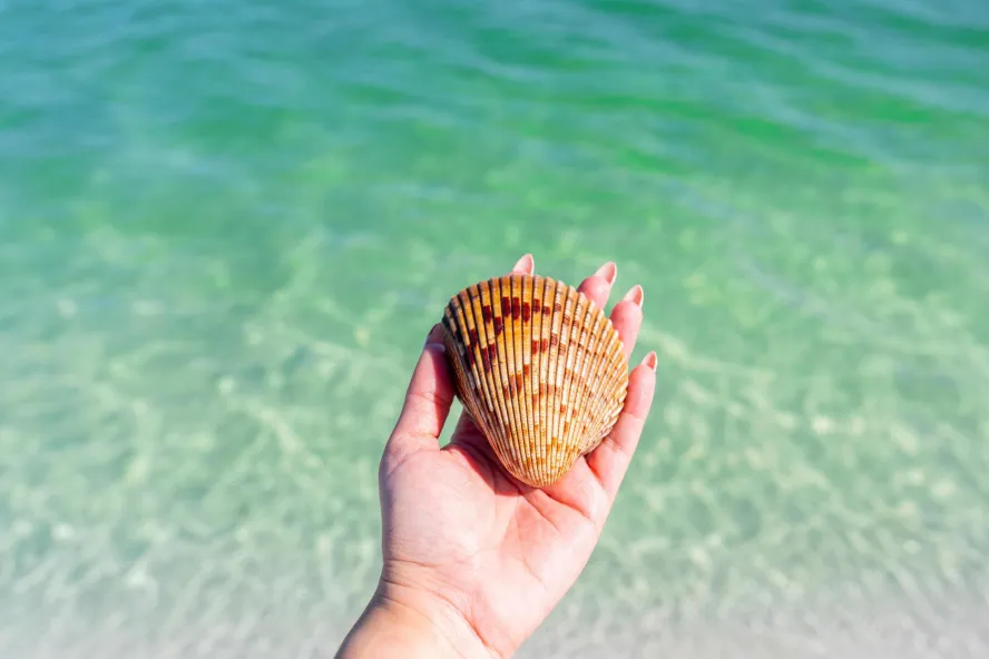 a person's hand holding a large cockle shell near clear green water