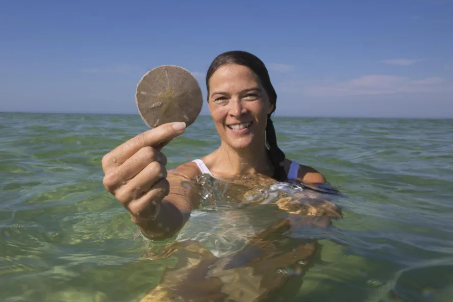 a woman holds a live sand dollar in her hand while standing in shoulder-deep water at Shell Key Preserve