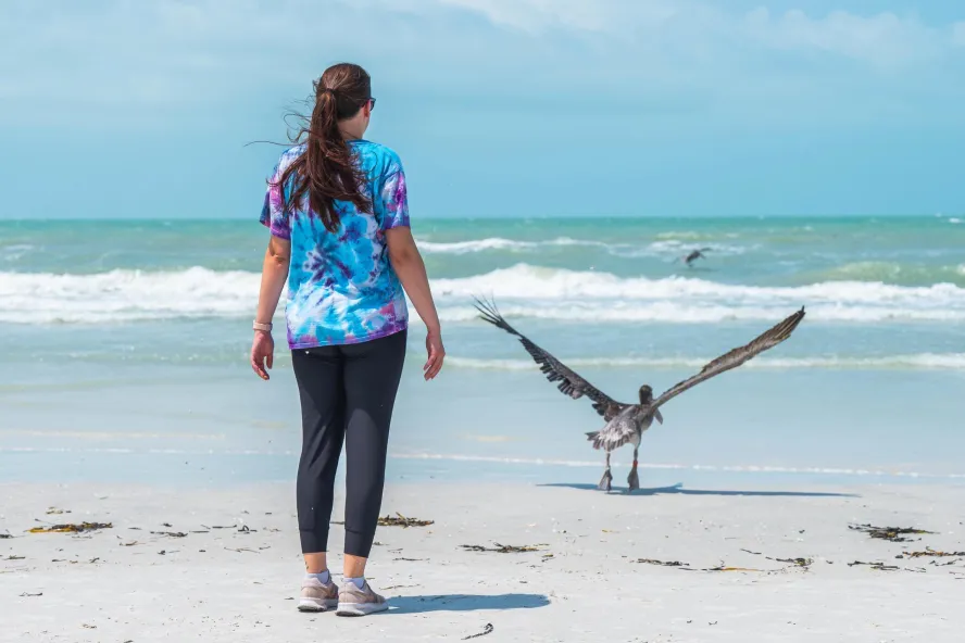a woman stands near a pelican that's been rehabilitated and now released from Seaside Seabird Sanctuary