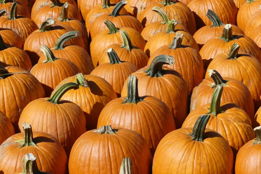 A pumpkin patch