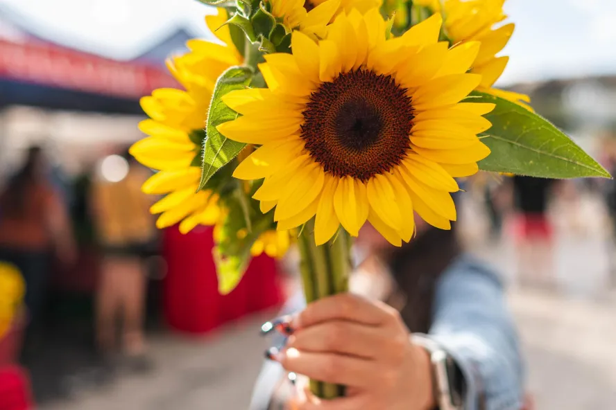 a woman holds out a bright bouquet of sunflowers at St. Pete's Saturday morning market