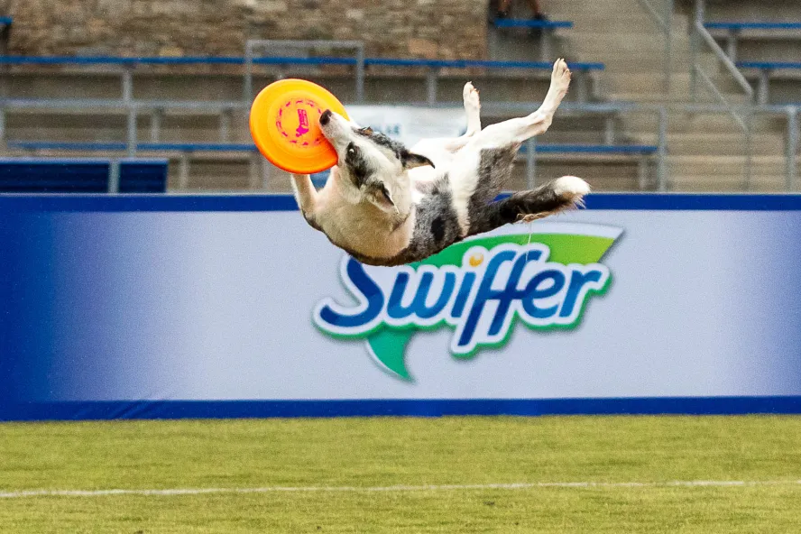 Dog catching a yellow Frisbee in the air.