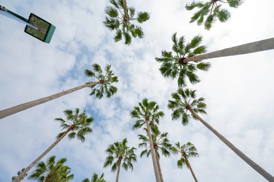 palm trees