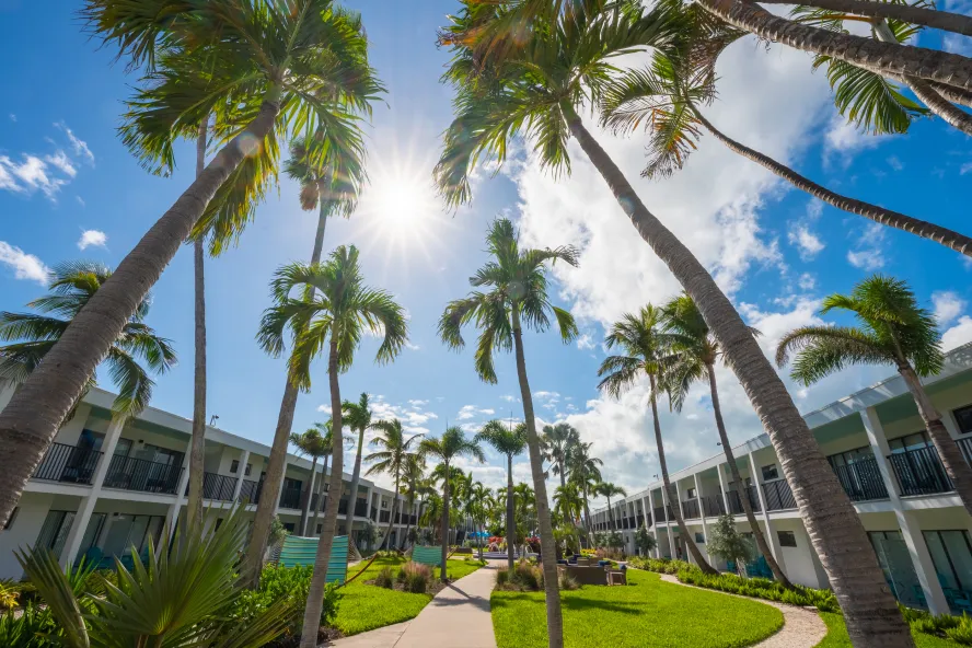 towering palm trees in the courtyard at the Beachcomber hotel