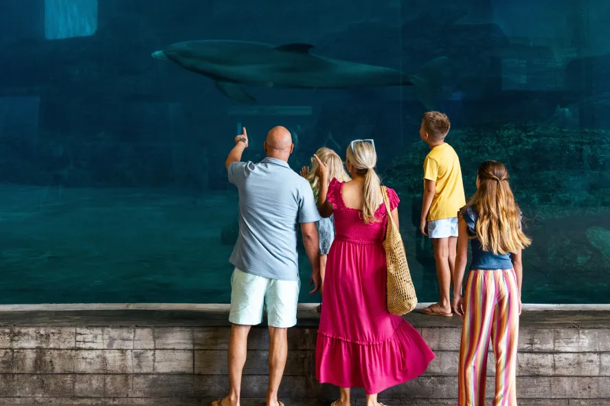 a family watches a dolphin swim in a large tank at Clearwater Marine Aquarium