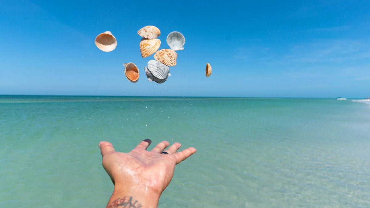 Ein Mann, der im wunderschönen blaugrünen Wasser des Shell Key Preserve, das nur mit dem Boot erreichbar ist, Muscheln in die Luft wirft