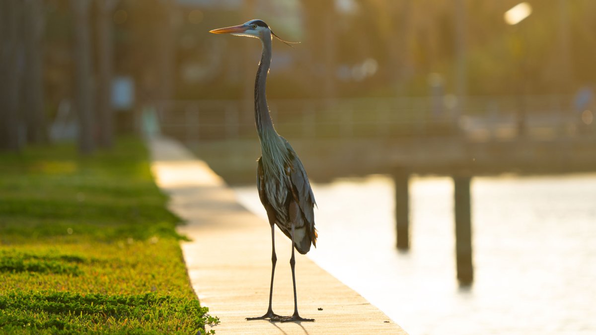 Great Blue Heron