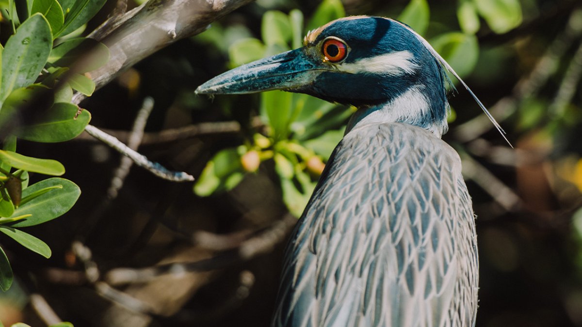 Yellow-Crowned Night Heron