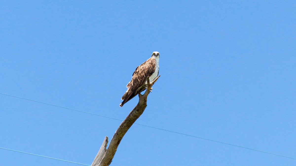 Osprey