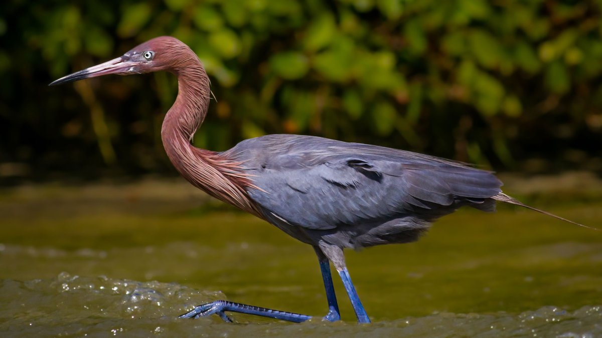 Reddish Egret