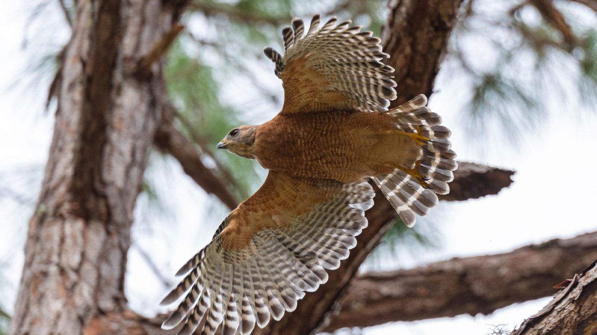 Red-Shouldered Hawk