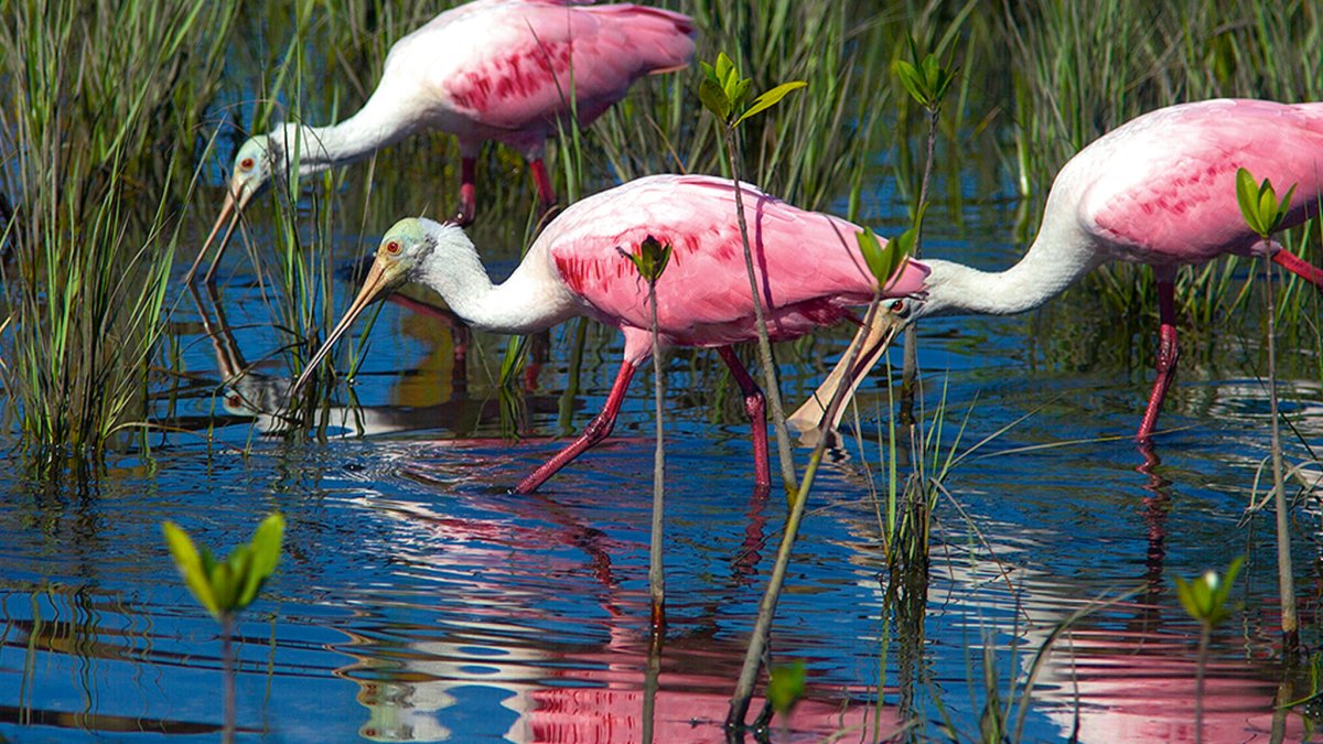 Roseate Spoonbill