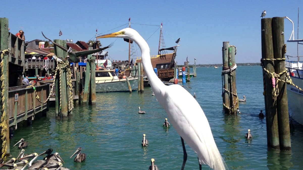 Snowy Egret