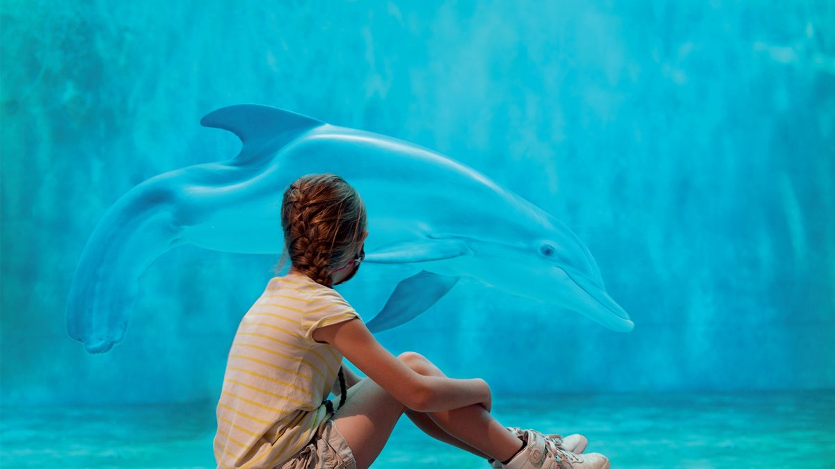 A girl watching Winter the dolphin at Clearwater Marine Aquarium.