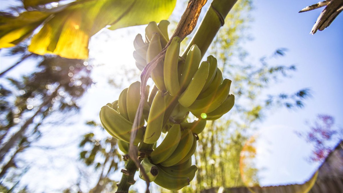 Banana tree with yellow bananas.