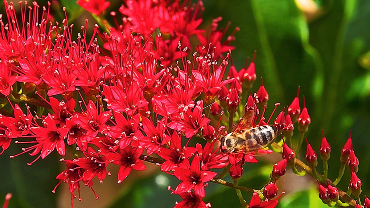 A close up of a bee flying over red flowers