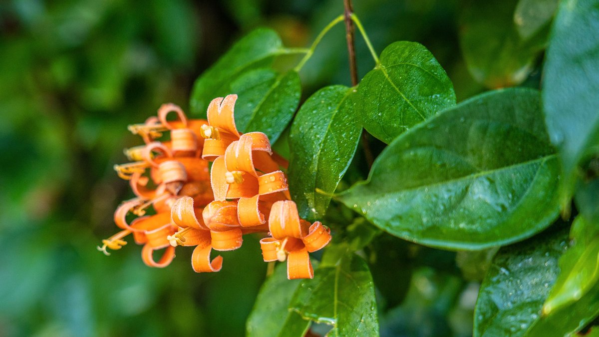 A close up of an orange flower