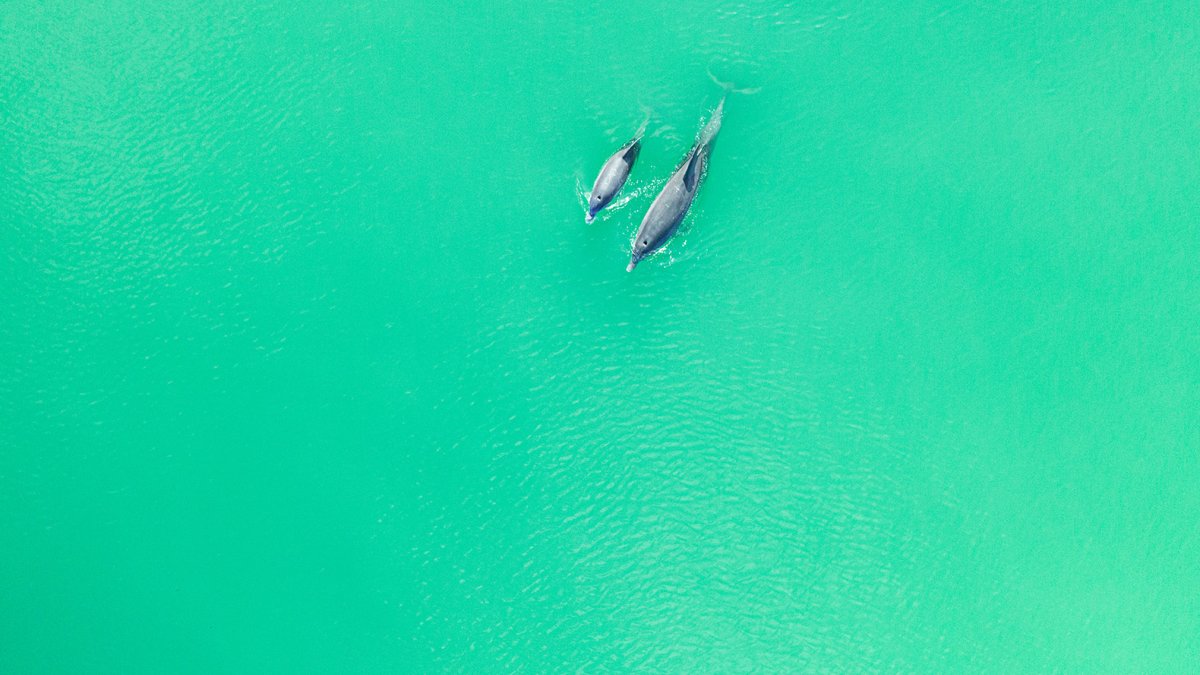 A mother dolphin and her baby swim in the Gulf.