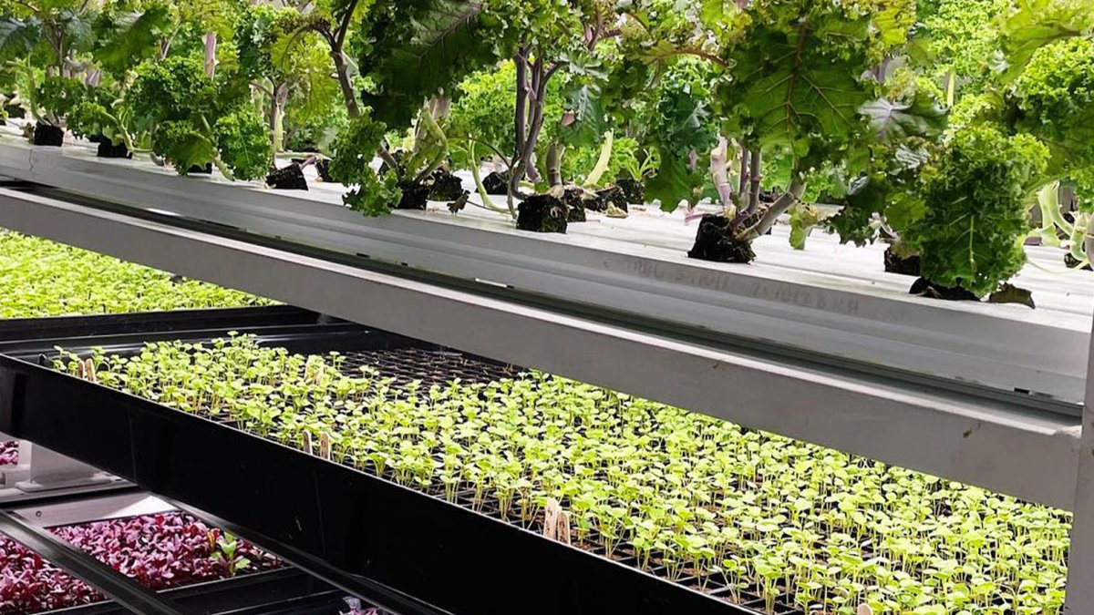 Auf den Brick Street Farms in St. Pete wachsen Reihen von Grünkohl und sprießendem Gemüse.