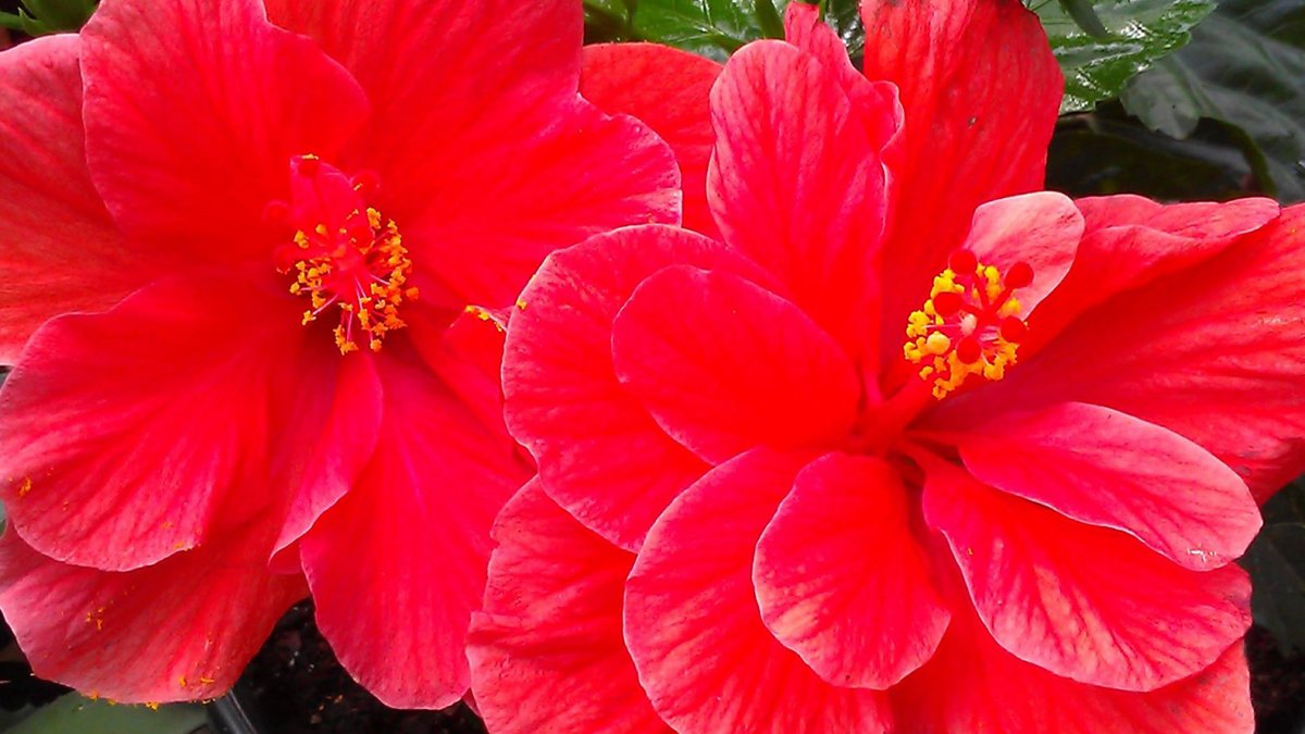 Lindas flores vermelhas de hibisco no mercado de manhã de domingo de Indian Shores